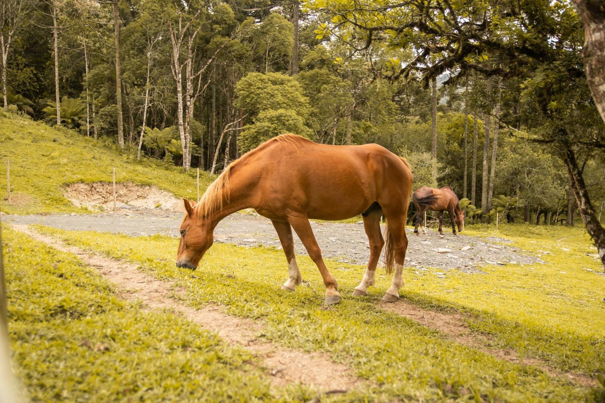 Cabana Com Hidromassagem Distrik Bom Retiro Bagian luar foto